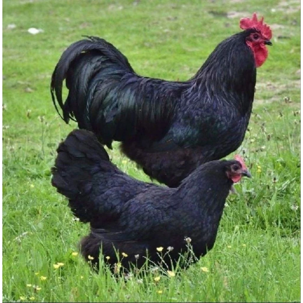 ไข่เชื้อออสตราลอป (Australorp) เป็นสายพันธุ์ไก่ไข่คุณภาพสูงจากออสเตรเลีย ประกันเชื้อ50% ภาพที่ 2