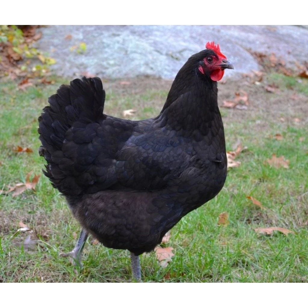 ไข่เชื้อออสตราลอป (Australorp) เป็นสายพันธุ์ไก่ไข่คุณภาพสูงจากออสเตรเลีย ประกันเชื้อ50% ภาพที่ 3