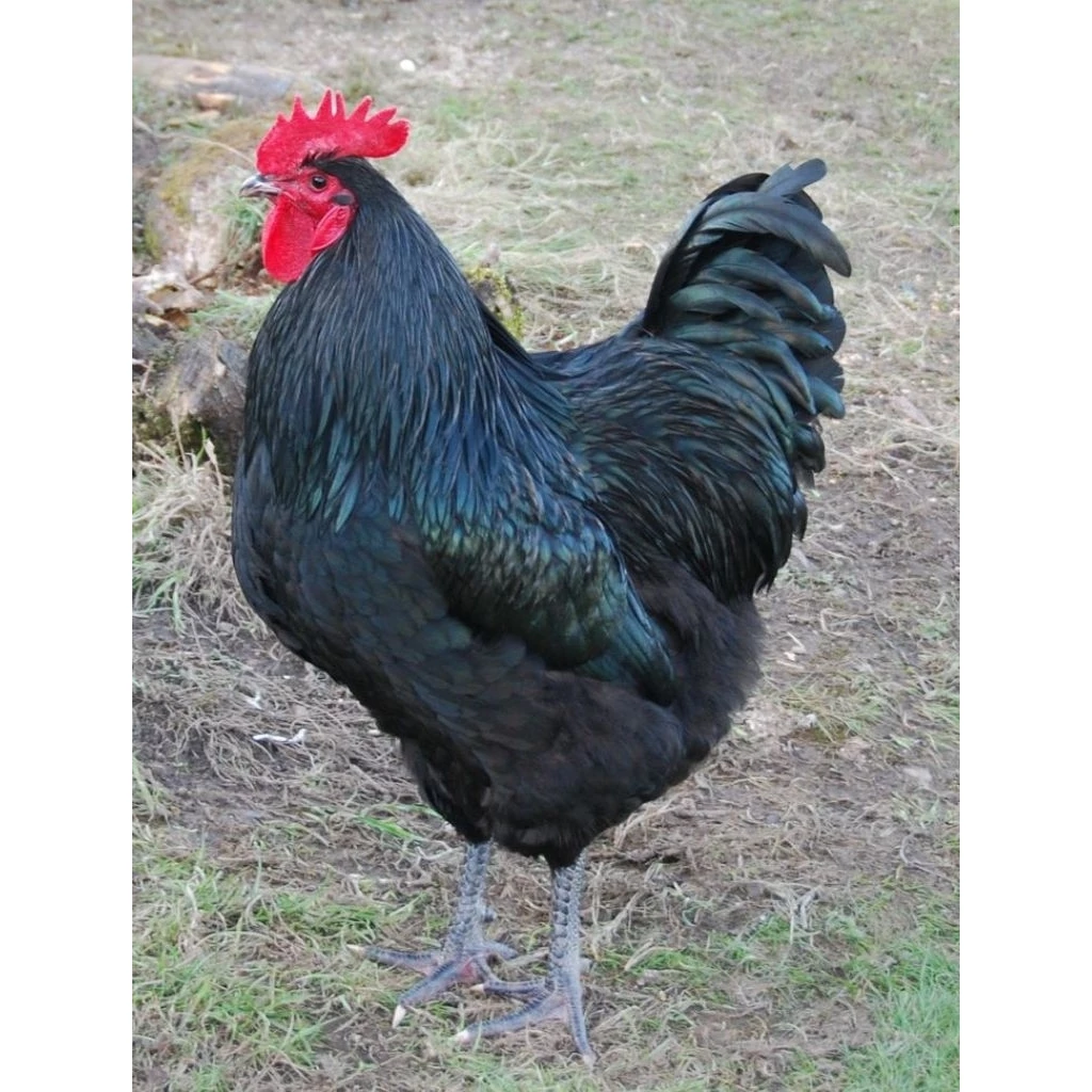 ไข่เชื้อออสตราลอป (Australorp) เป็นสายพันธุ์ไก่ไข่คุณภาพสูงจากออสเตรเลีย ประกันเชื้อ50% ภาพที่ 4