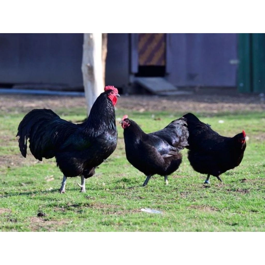 ไข่เชื้อออสตราลอป (Australorp) เป็นสายพันธุ์ไก่ไข่คุณภาพสูงจากออสเตรเลีย ประกันเชื้อ50% ภาพที่ 5
