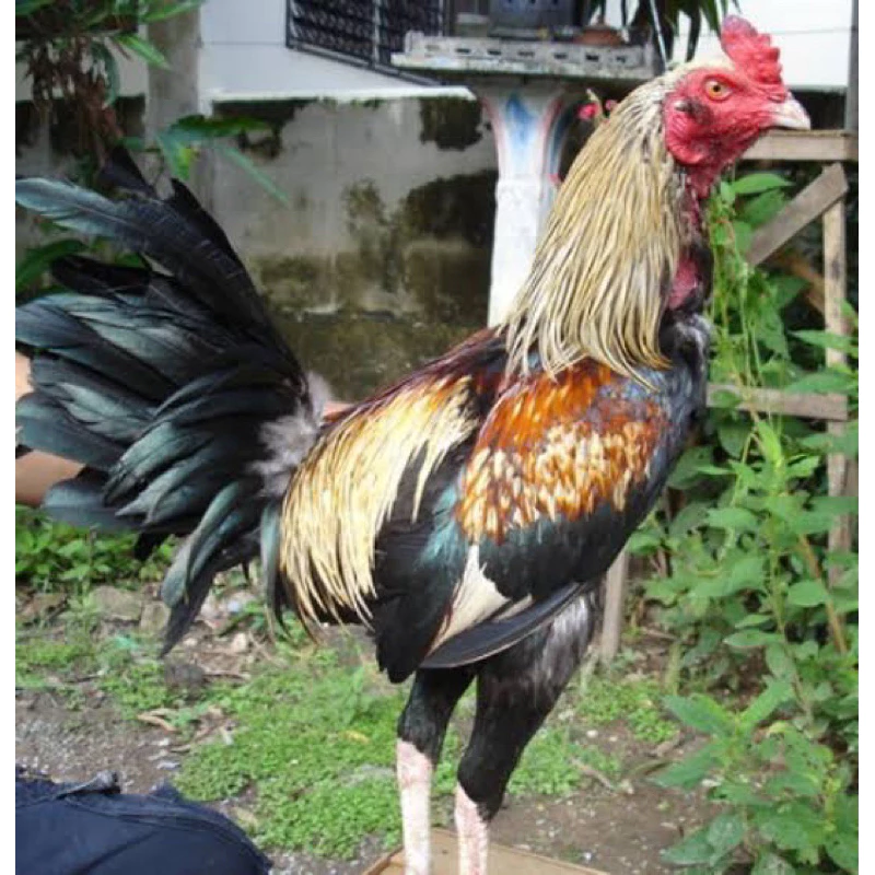 ไข่เชื้อ ไก่ชน พ่อพม่า-แม่พม่าลูกหลาน “เพชรบ่อหลอย” เมืองกาญจนบุรี มีชื่อเสียง (ประกันเชื้อเคลมไข่ฟรี) ภาพที่ 2