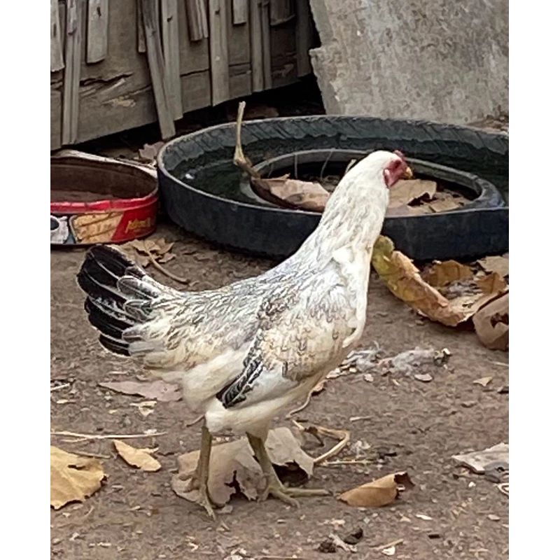 ไข่เชื้อ ไก่ชน พ่อพม่า-แม่พม่าลูกหลาน “เพชรบ่อหลอย” เมืองกาญจนบุรี มีชื่อเสียง (ประกันเชื้อเคลมไข่ฟรี) ภาพที่ 3