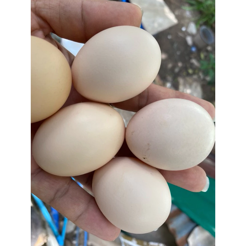 ไข่เชื้อ ไก่ชน พ่อพม่า-แม่พม่าลูกหลาน “เพชรบ่อหลอย” เมืองกาญจนบุรี มีชื่อเสียง (ประกันเชื้อเคลมไข่ฟรี) ภาพที่ 5