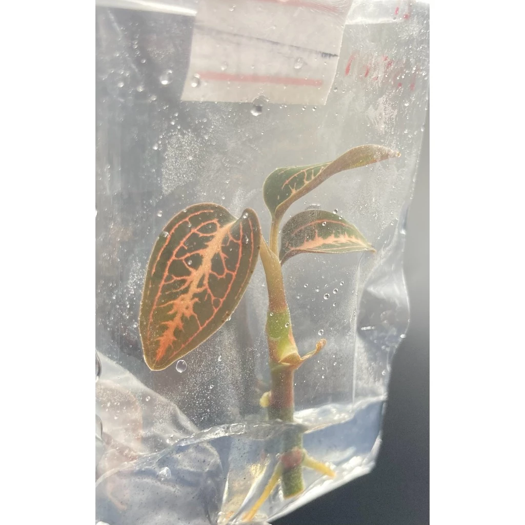 Ludisia Discolor ' Salmon Sandstone ' ว่านน้ำทอง Jewel Orchid |Terrarium |ไม้เนื้อเยื่อ | พาน้องออกไปเติบโตกั๊นนนน ภาพที่ 2