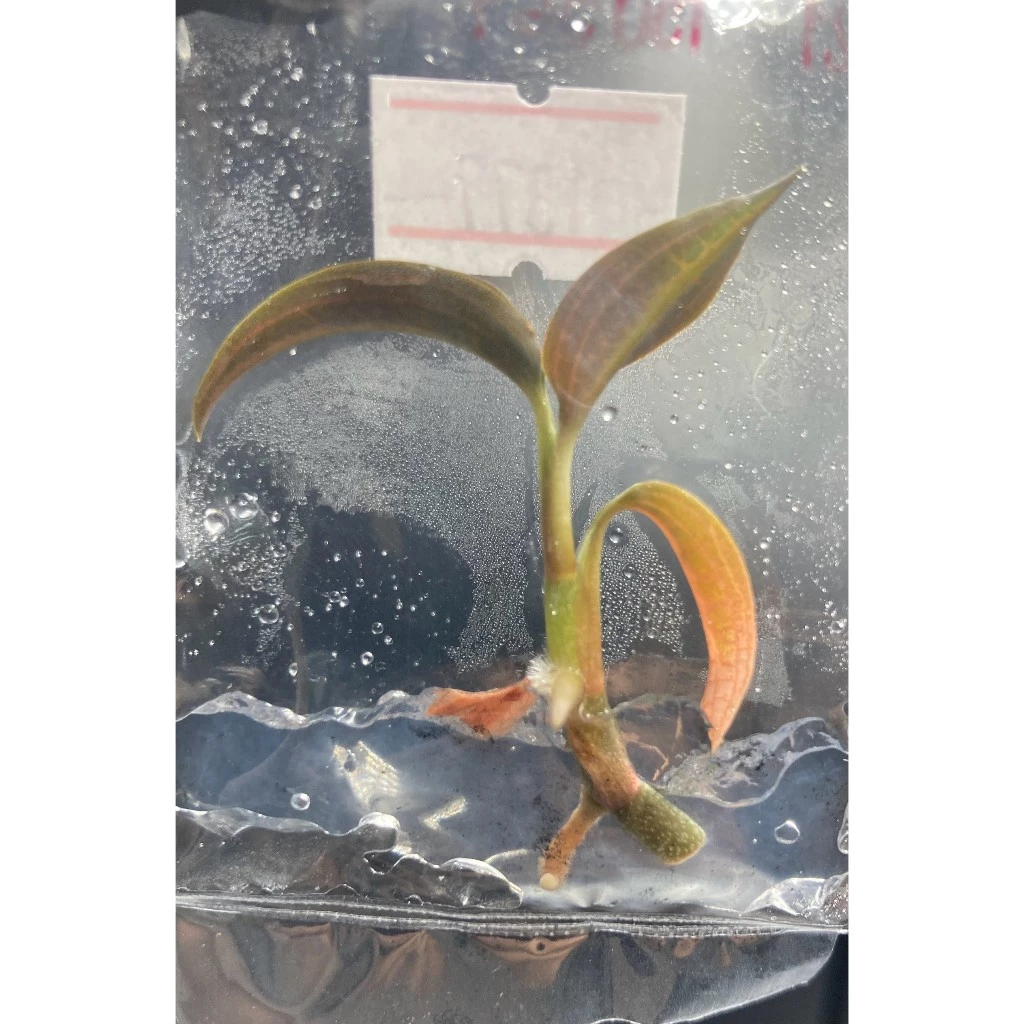 Ludisia Discolor ' Salmon Sandstone ' ว่านน้ำทอง Jewel Orchid |Terrarium |ไม้เนื้อเยื่อ | พาน้องออกไปเติบโตกั๊นนนน ภาพที่ 3