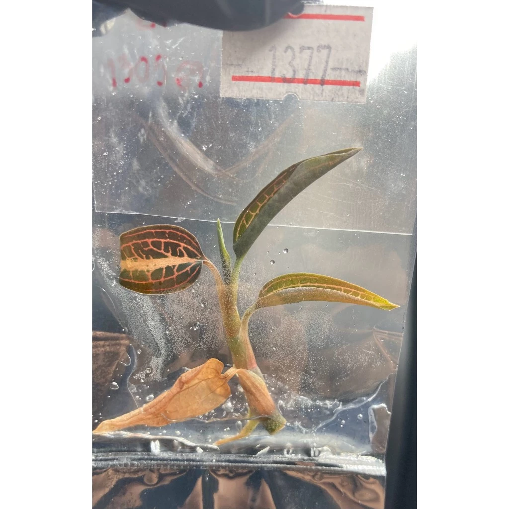 Ludisia Discolor ' Salmon Sandstone ' ว่านน้ำทอง Jewel Orchid |Terrarium |ไม้เนื้อเยื่อ | พาน้องออกไปเติบโตกั๊นนนน ภาพที่ 4