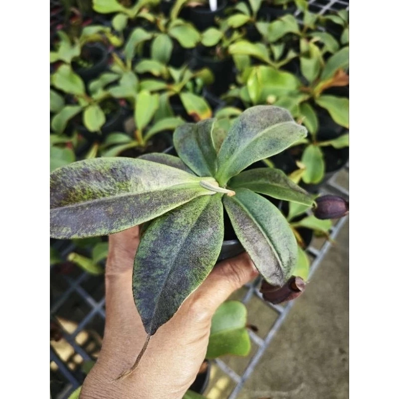 ต้นหม้อข้าวหม้อแกงลิง. ต้นไม้กินแมลง สวนถาด เทอราเลี่ยม Terrarium​ มอส เฟริน น้ำตก สวนขวด หิน ดิน โหลแก้ว ต้นไม้ปลอม ดอก ภาพที่ 2