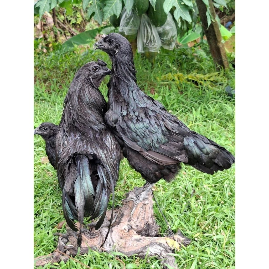 ไข่เชื่อไก่ดำภูพาน1-2พันธุ์แท้ดำทั้งขนทั้งเนื้อ รับประกันคุณภาพเชื้อ100%เคลมไข่ฟรี(กรณีไม่มีเชื้อ) 1 ชุด 3 ฟอง 250 บาท ภาพที่ 3