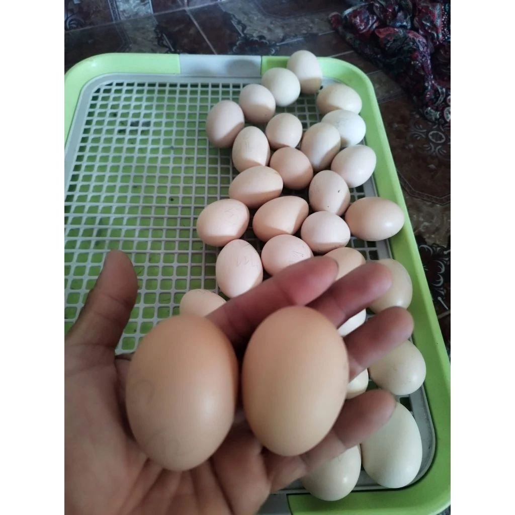 ไข่เชื่อไก่ดำภูพาน1-2พันธุ์แท้ดำทั้งขนทั้งเนื้อ รับประกันคุณภาพเชื้อ100%เคลมไข่ฟรี(กรณีไม่มีเชื้อ) 1 ชุด 3 ฟอง 250 บาท ภาพที่ 4