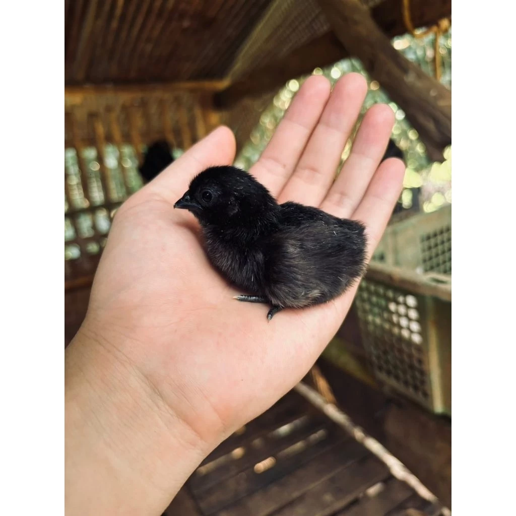 ไข่เชื่อไก่ดำภูพาน1-2พันธุ์แท้ดำทั้งขนทั้งเนื้อ รับประกันคุณภาพเชื้อ100%เคลมไข่ฟรี(กรณีไม่มีเชื้อ) 1 ชุด 3 ฟอง 250 บาท ภาพที่ 5