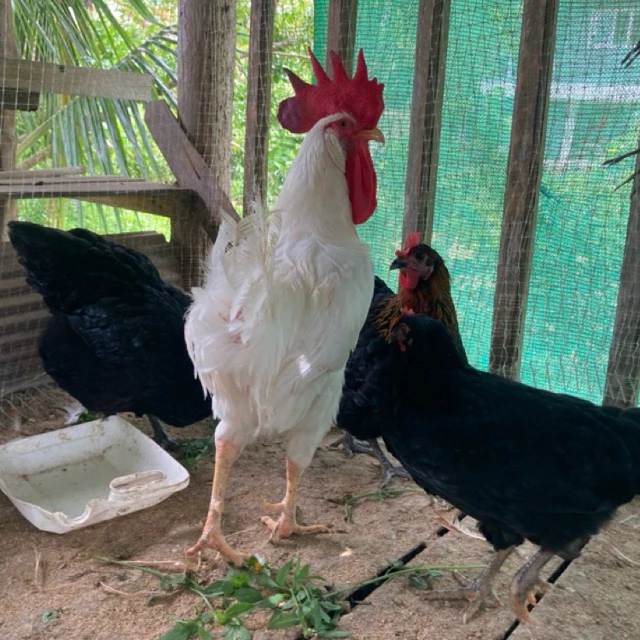 ไข่เชื้อไก่ไข่ ไก่บ้าน ไฮบริด ไม่รับประกันเชื้อ 10 แถม 2 เป็นอย่างต่ำ (ไอซ์บาร์ ออสตราล็อป โรสฯ เล็กฮอน) หลากสี 160 บาท ภาพที่ 4