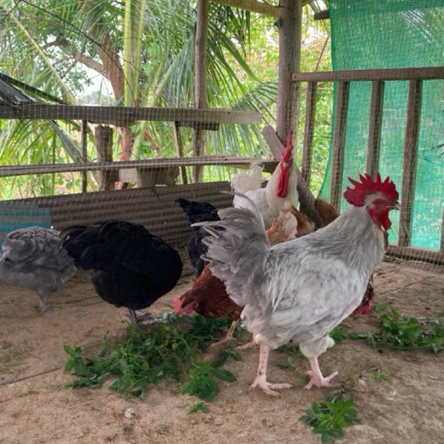 ไข่เชื้อไก่ไข่ ไก่บ้าน ไฮบริด ไม่รับประกันเชื้อ 10 แถม 2 เป็นอย่างต่ำ (ไอซ์บาร์ ออสตราล็อป โรสฯ เล็กฮอน) หลากสี 160 บาท ภาพที่ 5