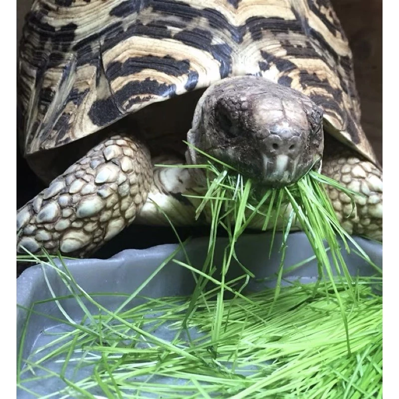 เมล็ดหญ้าทิโมธี Timothy อัลฟาฟ่า Alfalfa 30กรัม ปลูกหญ้าที่บ้านสำหรับให้เต่ากิน อาหารเต่าบก ภาพที่ 2