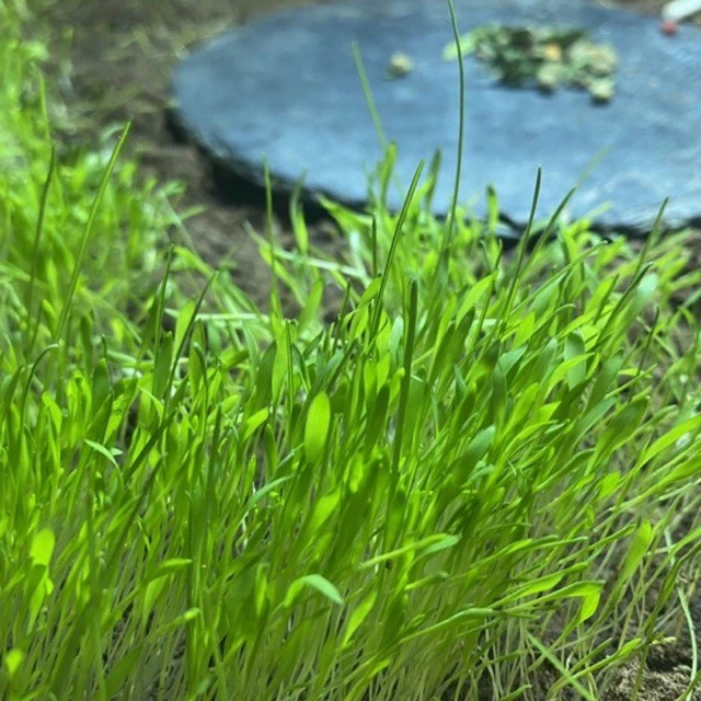 เมล็ดหญ้าทิโมธี Timothy อัลฟาฟ่า Alfalfa 30กรัม ปลูกหญ้าที่บ้านสำหรับให้เต่ากิน อาหารเต่าบก ภาพที่ 4