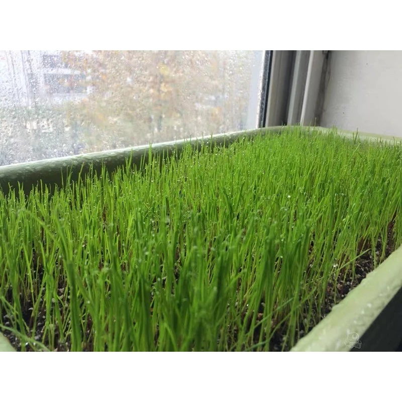 เมล็ดหญ้าทิโมธี Timothy อัลฟาฟ่า Alfalfa 30กรัม ปลูกหญ้าที่บ้านสำหรับให้เต่ากิน อาหารเต่าบก ภาพที่ 5