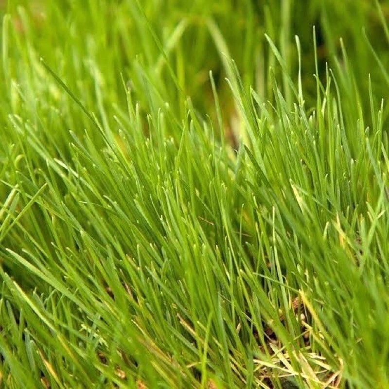 เมล็ดหญ้าทิโมธี Timothy/อัลฟาฟ่า Alfalfa 30กรัม ปลูกหญ้าที่บ้านสำหรับให้เต่ากิน อาหารเต่าบก ภาพที่ 2