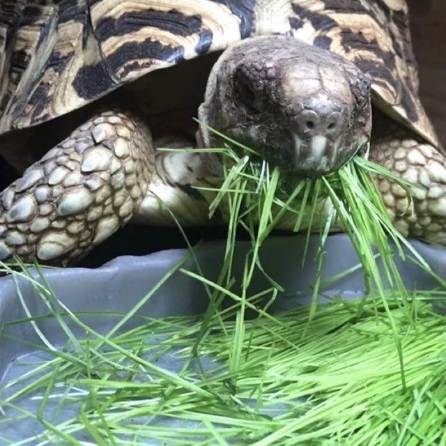 เมล็ดหญ้าทิโมธี Timothy/อัลฟาฟ่า Alfalfa 30กรัม ปลูกหญ้าที่บ้านสำหรับให้เต่ากิน อาหารเต่าบก ภาพที่ 3
