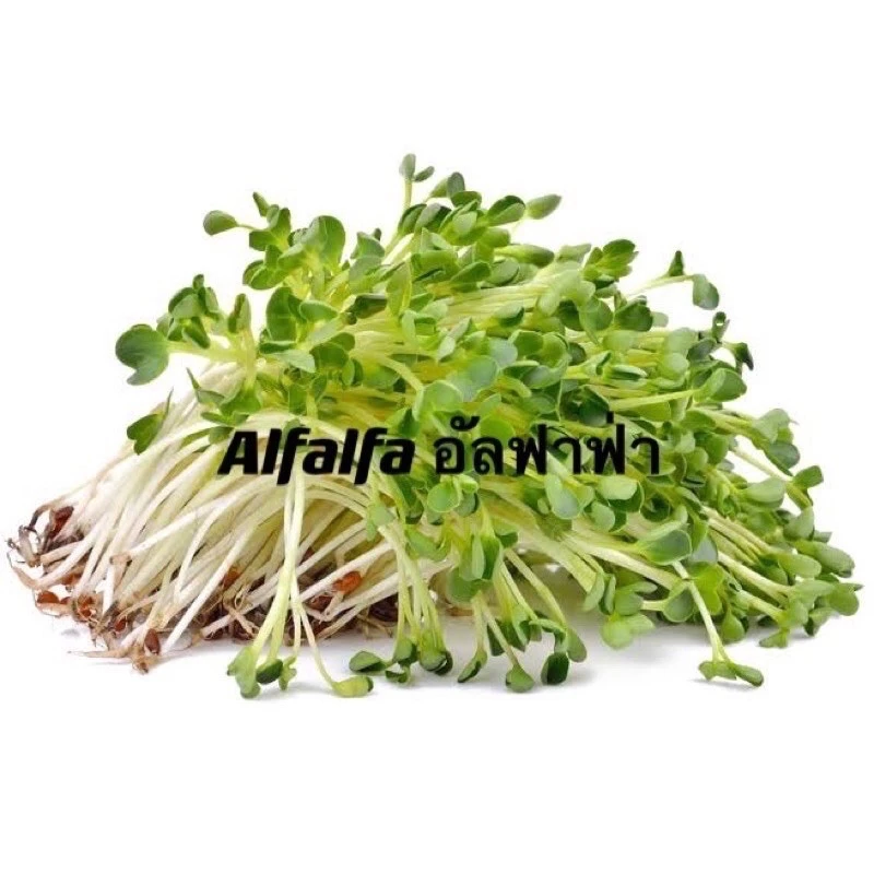 เมล็ดหญ้าทิโมธี Timothy/อัลฟาฟ่า Alfalfa 30กรัม ปลูกหญ้าที่บ้านสำหรับให้เต่ากิน อาหารเต่าบก ภาพที่ 4