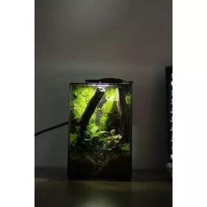 Mini Terrarium สําหรับผู้เริ่มต้น ภาพที่ 2