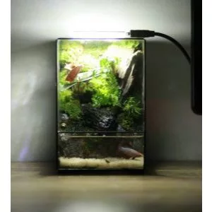 Mini Terrarium สําหรับผู้เริ่มต้น ภาพที่ 3