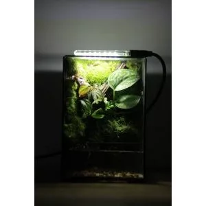 Mini Terrarium สําหรับผู้เริ่มต้น ภาพที่ 4