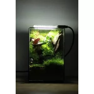 Mini Terrarium สําหรับผู้เริ่มต้น ภาพที่ 5