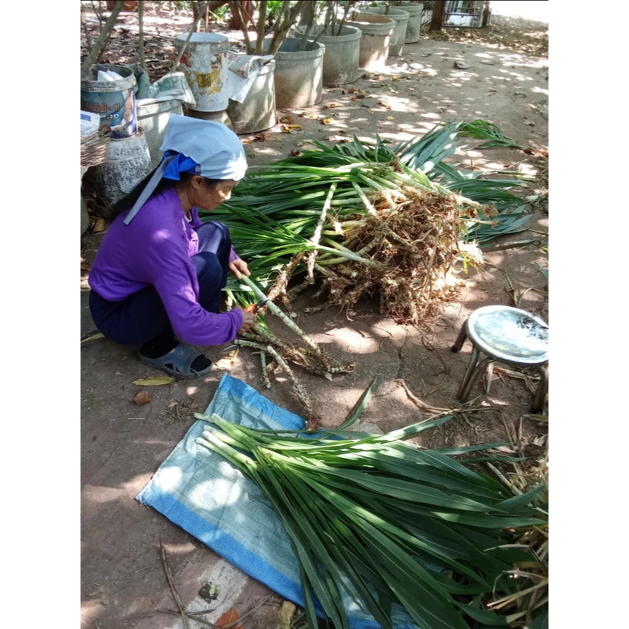 ใบหญ้าหวานอิสราเอลพร้อมลำต้นอ่อน 5 กิโลกรัม ตกกิโลละ 20 บาท เลี้ยงวัว ควาย แพะ แกะ ไก่ไข่ สัตว์ฟันแทะ ภาพที่ 3