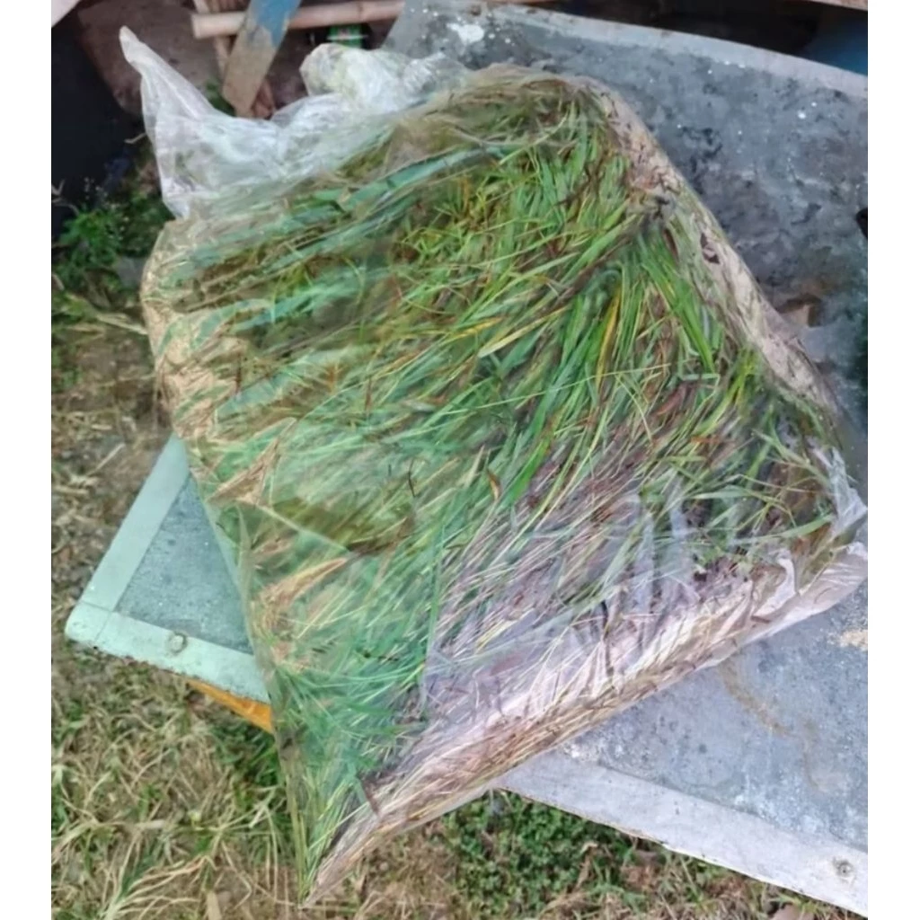 ท่อนพันธุ์หญ้าแพงโกล่าคุณภาพดี 1กก. สดสะอาด ปลูกขึ้นง่าย โตเร็ว ทนแล้ง เหมาะสำหรับเลี้ยงวัว ควาย แพะ แกะ ให้ผลผลิตสูง ภาพที่ 2