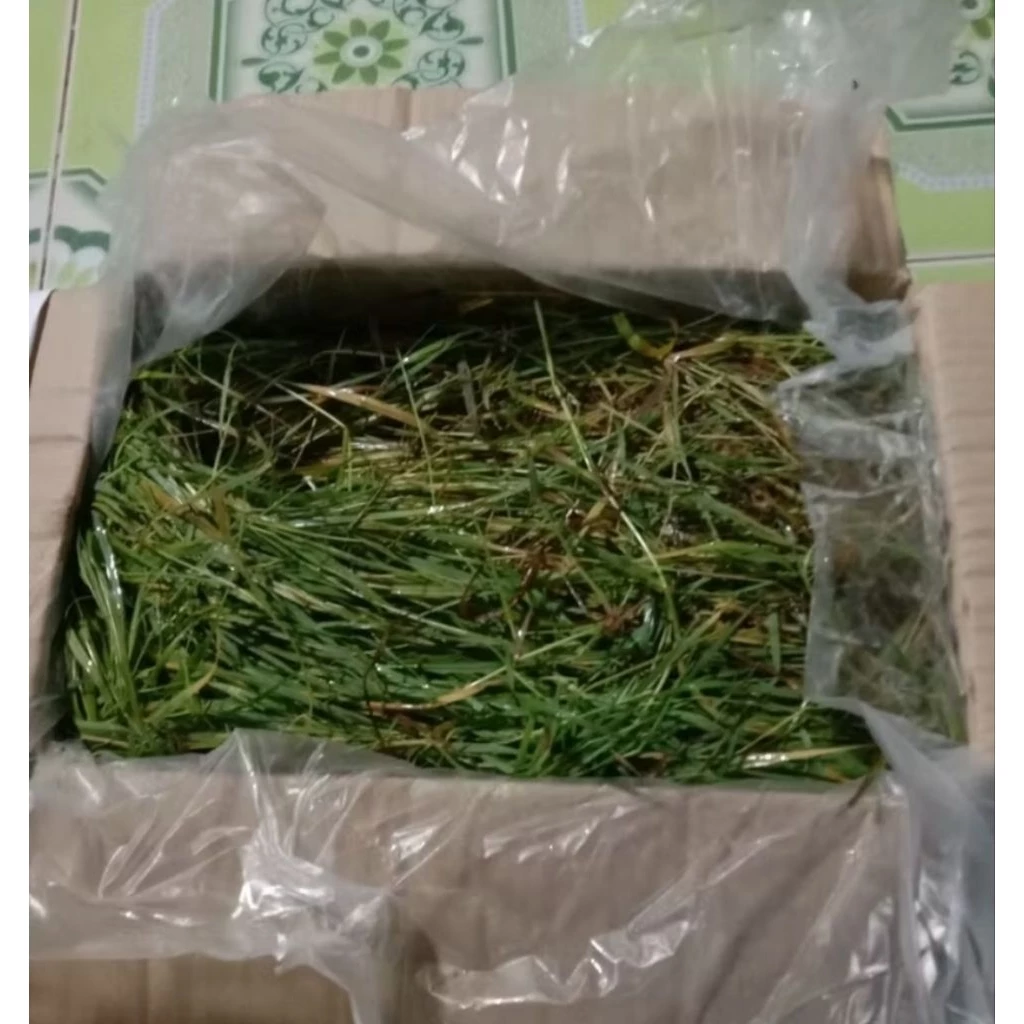 ท่อนพันธุ์หญ้าแพงโกล่าคุณภาพดี 1กก. สดสะอาด ปลูกขึ้นง่าย โตเร็ว ทนแล้ง เหมาะสำหรับเลี้ยงวัว ควาย แพะ แกะ ให้ผลผลิตสูง ภาพที่ 3