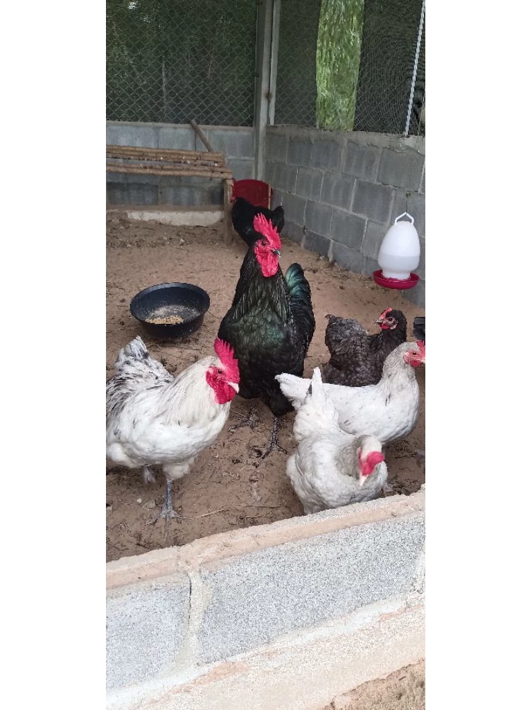 ไข่เชื้อไก่ไข่ออสตราลอปไก่ที่ไข่ดกที่สุด(สายพันธุ์เเท้) 3เเถม1 5เเถม2 10เเถม3 รับประตันเเตก100% ภาพที่ 2