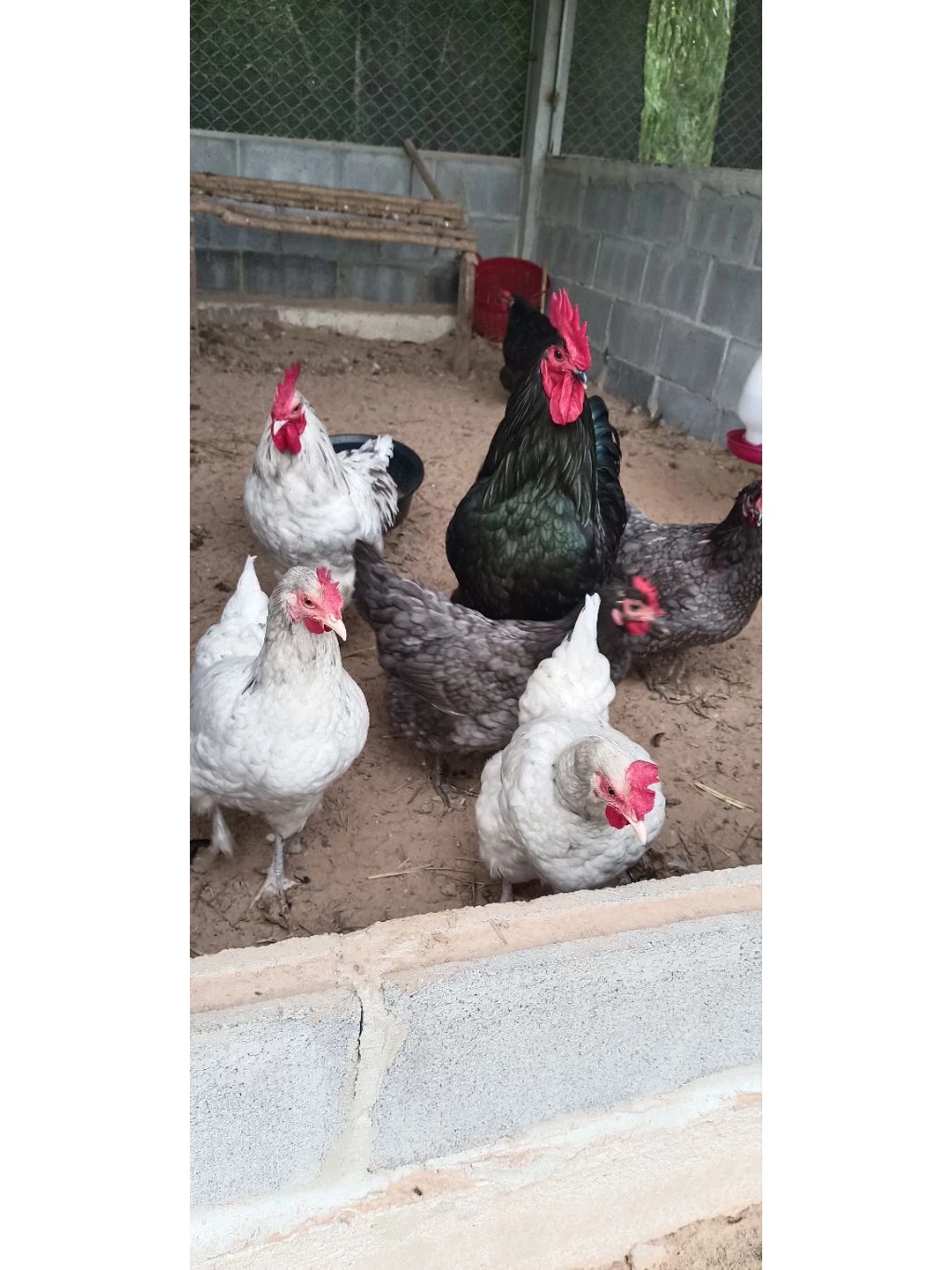 ไข่เชื้อไก่ไข่ออสตราลอปไก่ที่ไข่ดกที่สุด(สายพันธุ์เเท้) 3เเถม1 5เเถม2 10เเถม3 รับประตันเเตก100% ภาพที่ 3