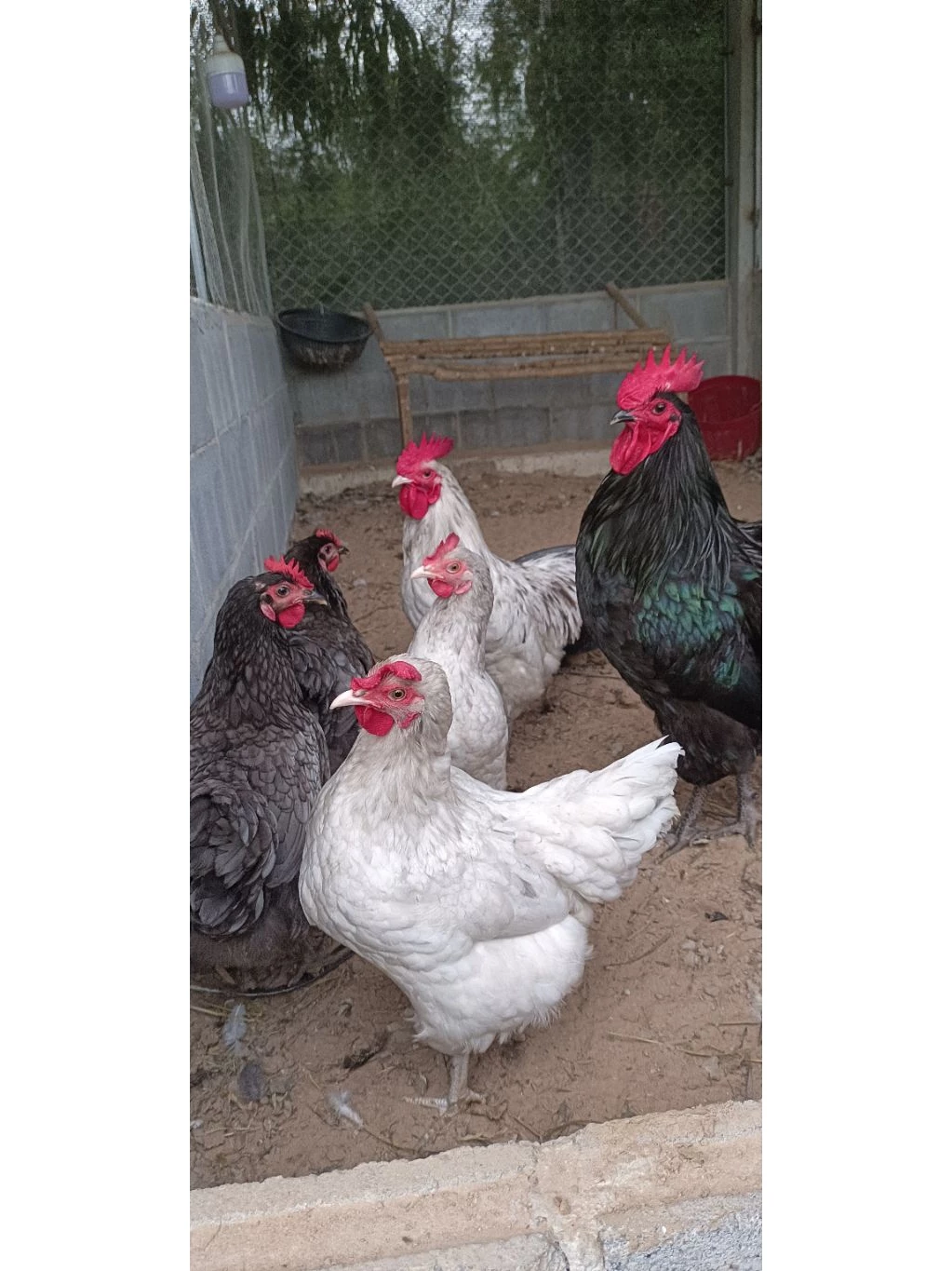 ไข่เชื้อไก่ไข่ออสตราลอปไก่ที่ไข่ดกที่สุด(สายพันธุ์เเท้) 3เเถม1 5เเถม2 10เเถม3 รับประตันเเตก100% ภาพที่ 4