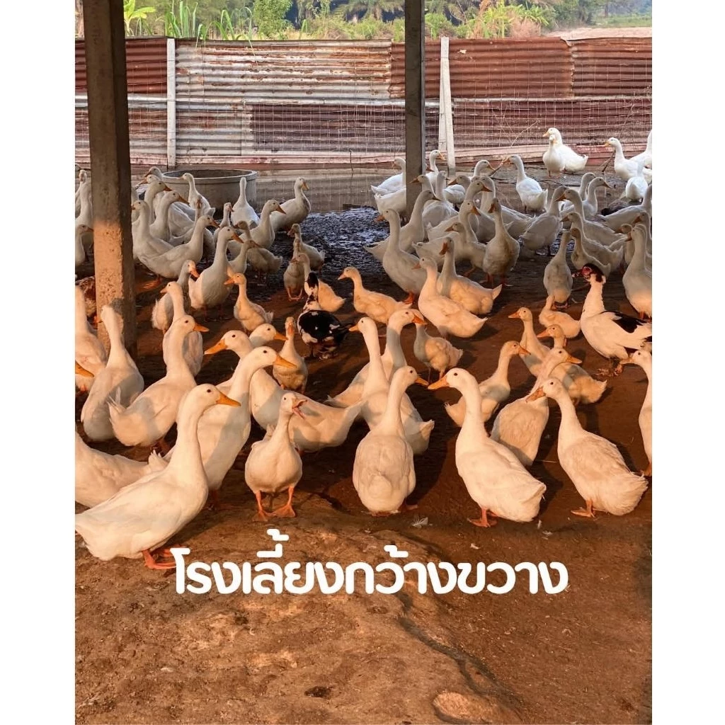 ไข่เชื้อเป็ดอี้เหลียง 10ฟอง แถม2 พันธุ์อี้เหลียงแท้ มีเชื้อแน่นอน เลี้ยงง่ายโตเร็ว ไข่ดก ภาพที่ 2