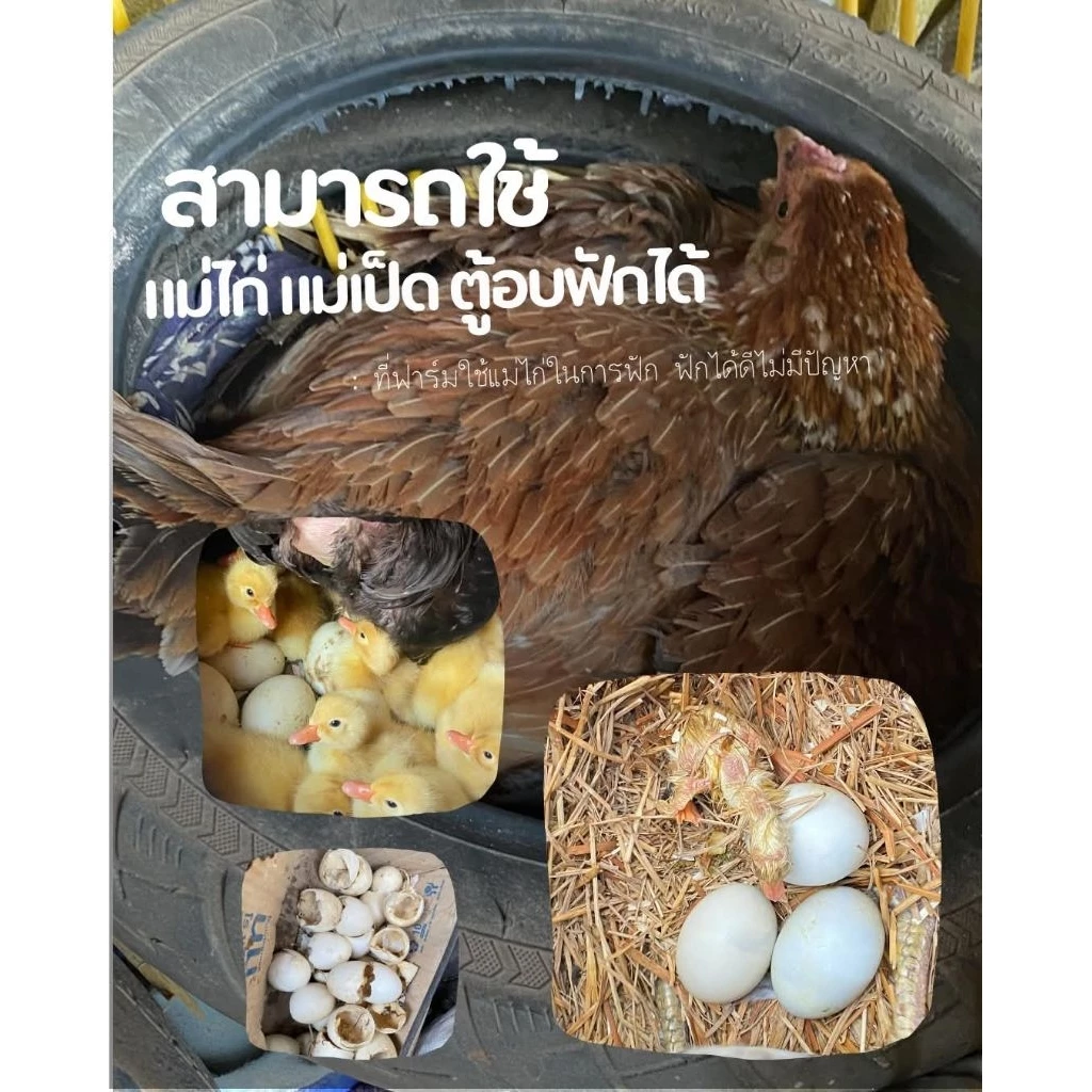 ไข่เชื้อเป็ดอี้เหลียง 10ฟอง แถม2 พันธุ์อี้เหลียงแท้ มีเชื้อแน่นอน เลี้ยงง่ายโตเร็ว ไข่ดก ภาพที่ 5