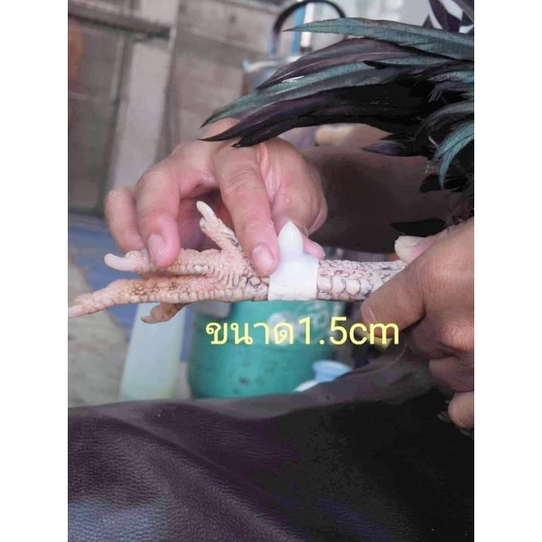 เดือยไก่ชน เดือยจุ่มน้ำร้อน ของแท้ รุ่นคมแฝก (มีของพร้อมส่ง) สำหรับไก่ชน เดือยน้ำร้อน เดือยไก่ชน เดือยไฟเบอร์ เดือยเทียม ภาพที่ 3
