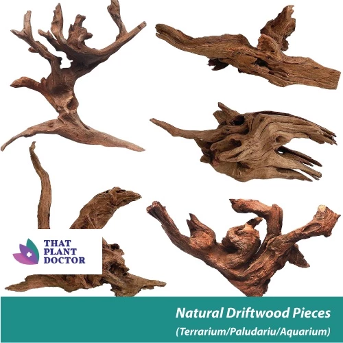 Natural Driftwood ชิ้น XXL ขนาด (35-50 ซม.)(พิพิธภัณฑ์สัตว์น้ํา / Palamuarium / Terrarium Scaping) ภาพที่ 2