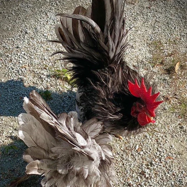 ไข่ไก่แจ้สีเทาเปรอะ ไข่เชื้อ ไข่ฟัก ภาพที่ 2