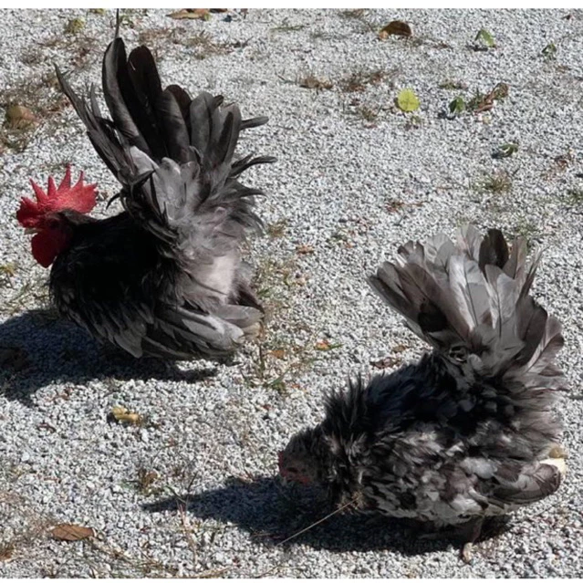 ไข่ไก่แจ้สีเทาเปรอะ ไข่เชื้อ ไข่ฟัก ภาพที่ 3