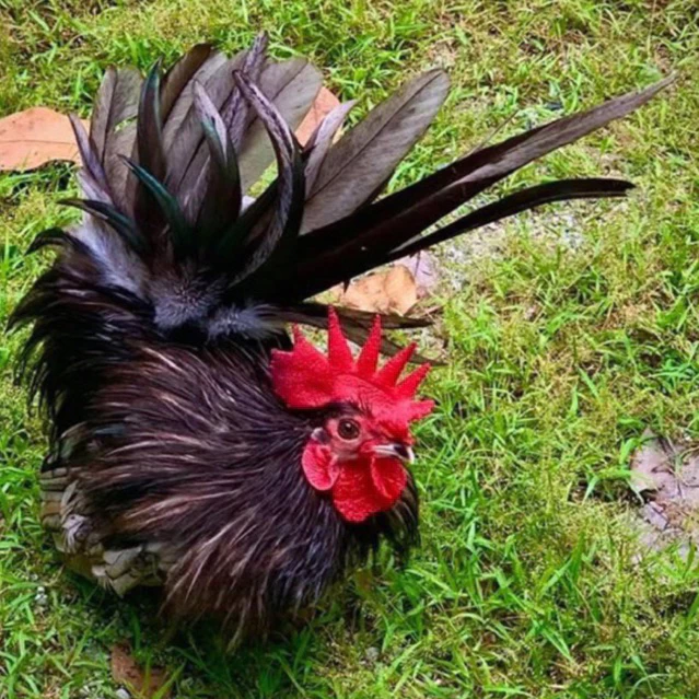 ไข่ไก่แจ้สีเทาเปรอะ ไข่เชื้อ ไข่ฟัก ภาพที่ 4