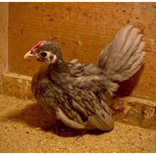 ไข่ไก่แจ้สีเทาเปรอะ ไข่เชื้อ ไข่ฟัก ภาพที่ 5