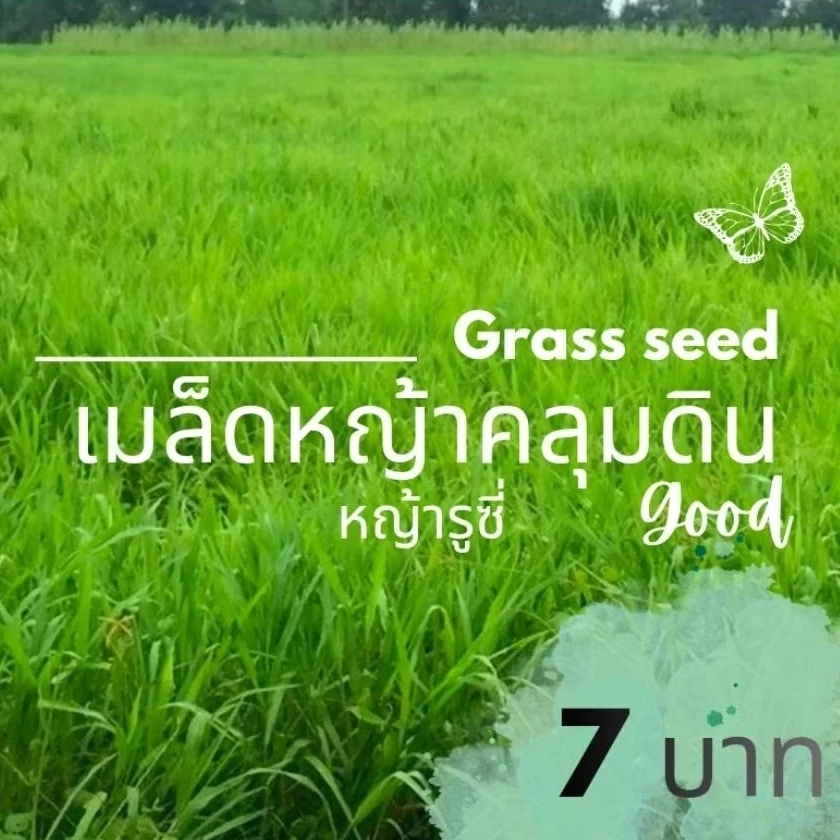 เมล็ดหญ้ารูซี่ หญ้าคลุมดิน เมล็ดหญ้าคลุมดิน ใช้เลี้ยงสัตว์ วัว ควาย แพะ พร้อมส่ง ภาพที่ 2