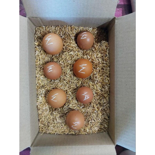 ไข่เชื้อ ไก่ไข่พันธุ์ โร็ดไอแลนด์ไวท์อังกฤษ รับประกันเชื้อ ภาพที่ 2