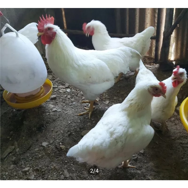 ไข่เชื้อ ไก่ไข่พันธุ์ โร็ดไอแลนด์ไวท์อังกฤษ รับประกันเชื้อ ภาพที่ 5