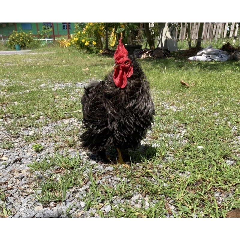 ไข่เชื้อไก่มินิโคชิน ไข่ไก่เชื้อ​ สวยงาม​เชื้อ​แรง​ (1ฟอง35บาท) ภาพที่ 4