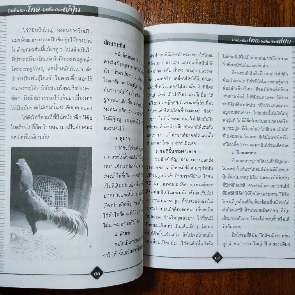 หนังสือเกษตร ไก่พื้นเมืองไทย ไก่พื้นเมืองญี่ปุ่น การเลี้ยงไก่แบบผสมผสาน เทคนิค การเลี้ยงไก่ชน การฝึกไก่ชน การปล้ำไก่ชน ภาพที่ 2