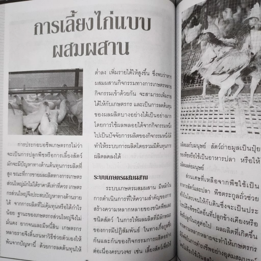 หนังสือเกษตร ไก่พื้นเมืองไทย ไก่พื้นเมืองญี่ปุ่น การเลี้ยงไก่แบบผสมผสาน เทคนิค การเลี้ยงไก่ชน การฝึกไก่ชน การปล้ำไก่ชน ภาพที่ 3