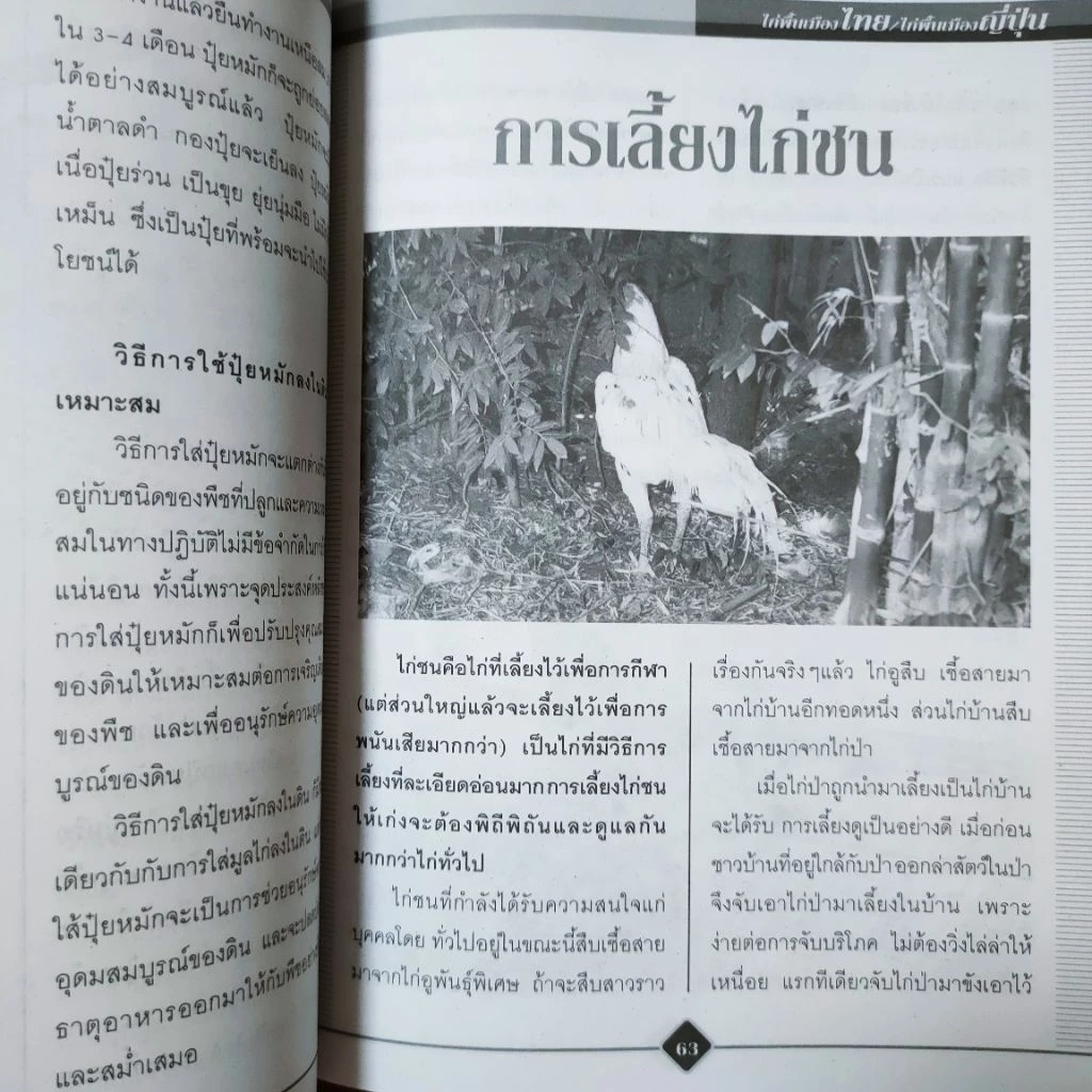หนังสือเกษตร ไก่พื้นเมืองไทย ไก่พื้นเมืองญี่ปุ่น การเลี้ยงไก่แบบผสมผสาน เทคนิค การเลี้ยงไก่ชน การฝึกไก่ชน การปล้ำไก่ชน ภาพที่ 4