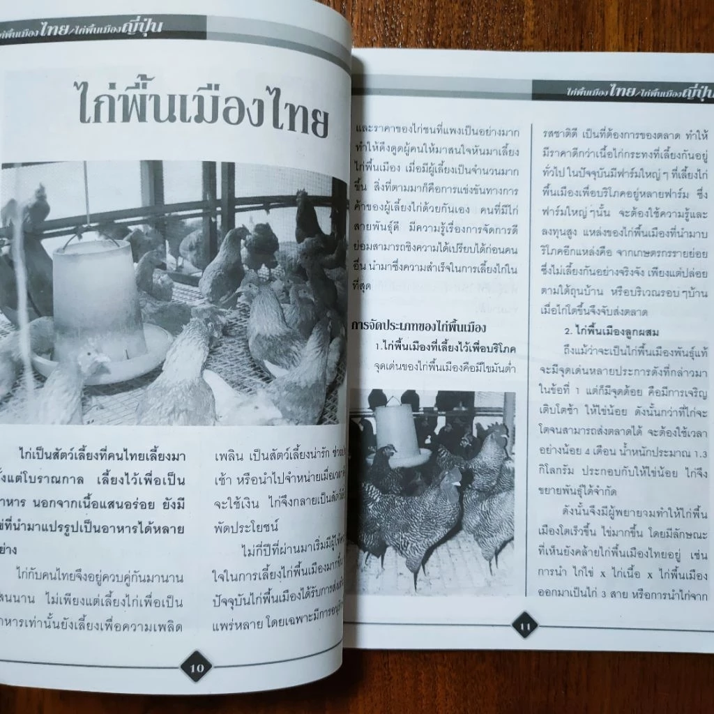 หนังสือเกษตร ไก่พื้นเมืองไทย ไก่พื้นเมืองญี่ปุ่น การเลี้ยงไก่แบบผสมผสาน เทคนิค การเลี้ยงไก่ชน การฝึกไก่ชน การปล้ำไก่ชน ภาพที่ 5