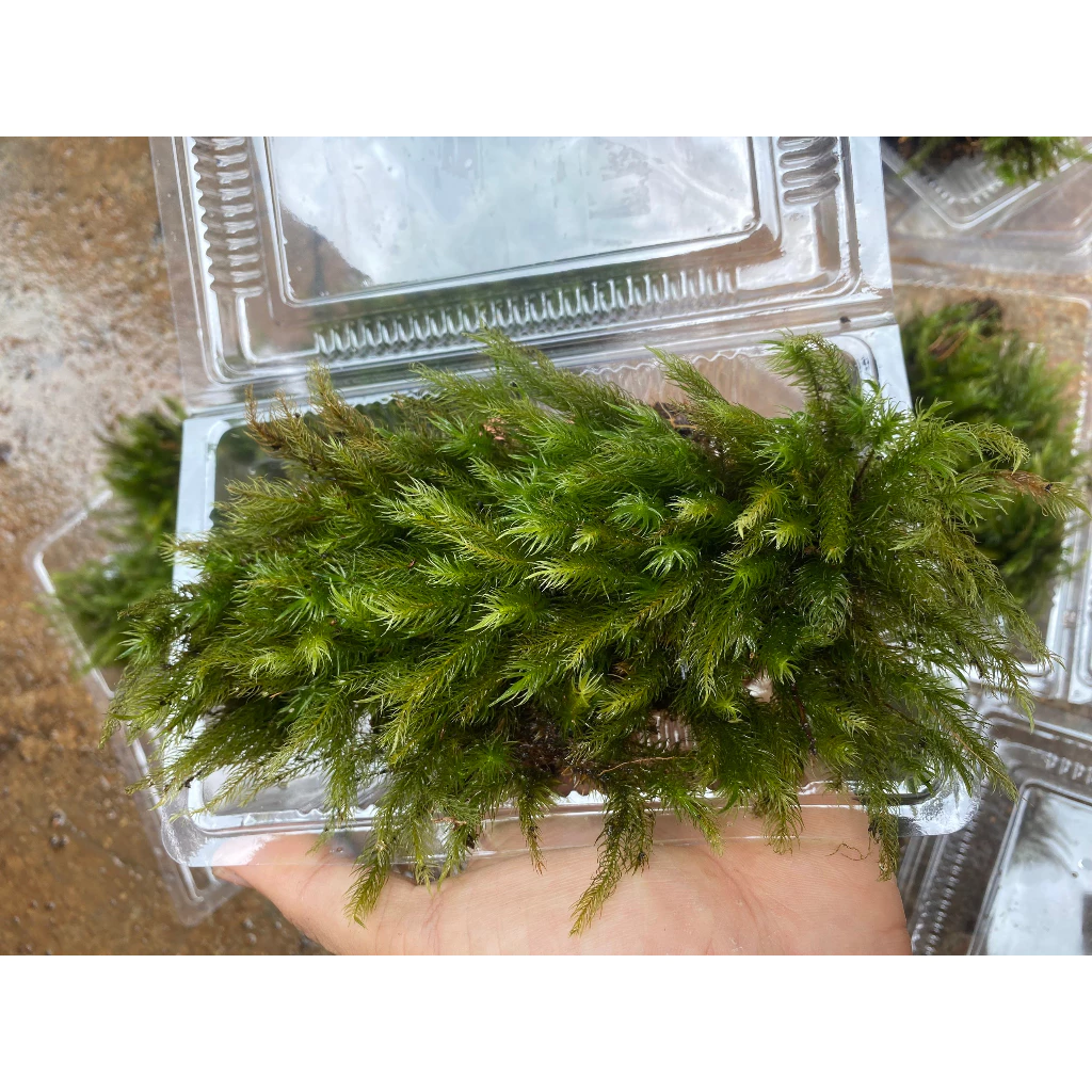 Squirrel Moss Terrarium Decor - กล่อง 500 มล ภาพที่ 2