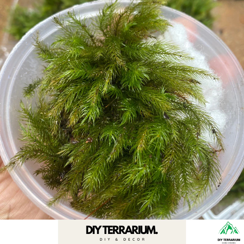 Squirrel Moss Terrarium Decor - กล่อง 500 มล ภาพที่ 3